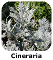 Cineraria